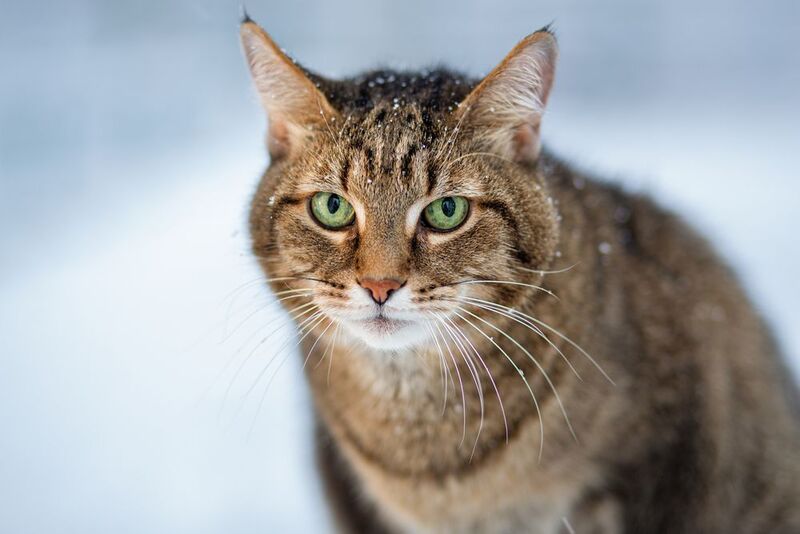 Котик Хасан фото превью