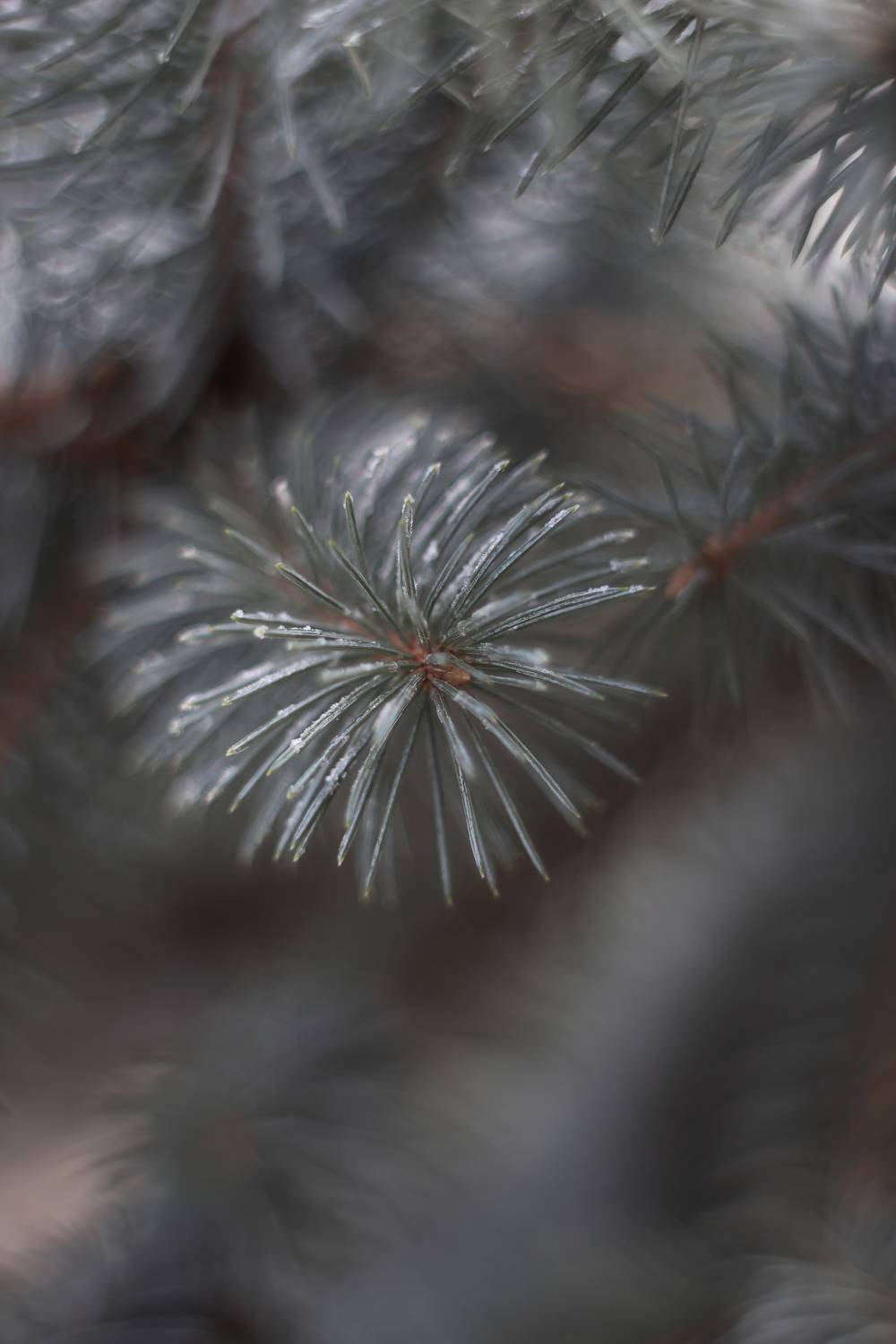 макро, pentacon, manual_lens, Обидина Мария