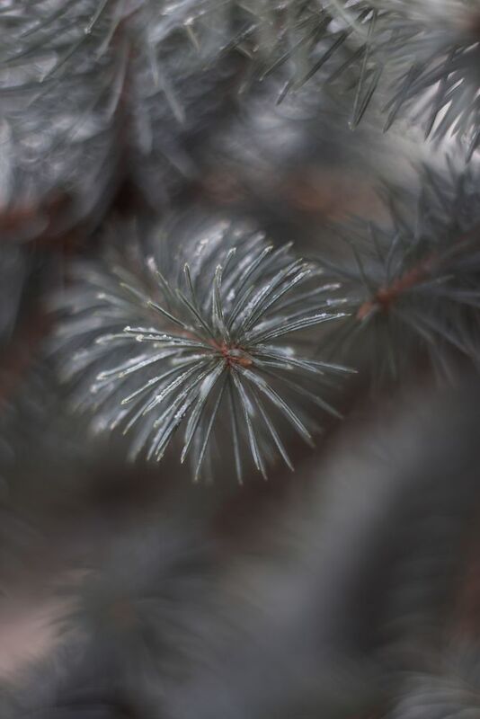 Морозное утро декабря фото превью