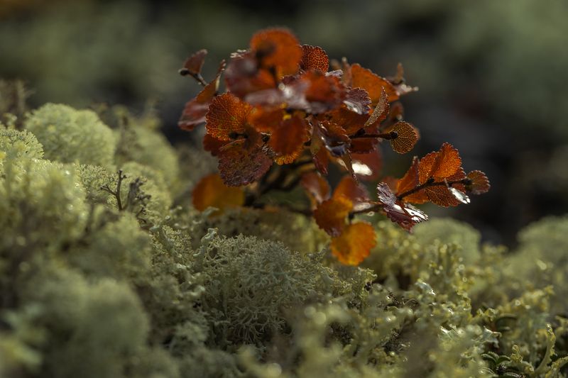 Колыма,голубика,ягель,карликовая берёза,брусника,голубика. Колымская осень. фото превью