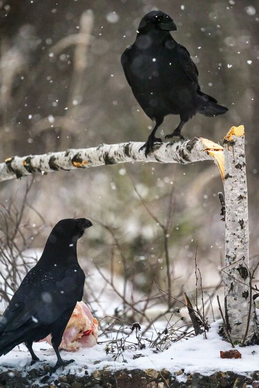 Воронья романтика фото превью