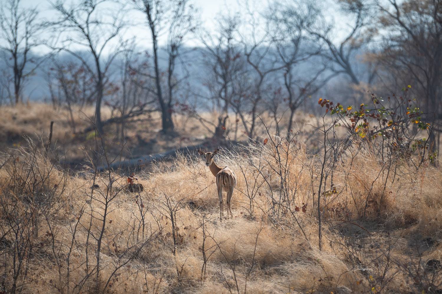 , Николаев Дмитрий