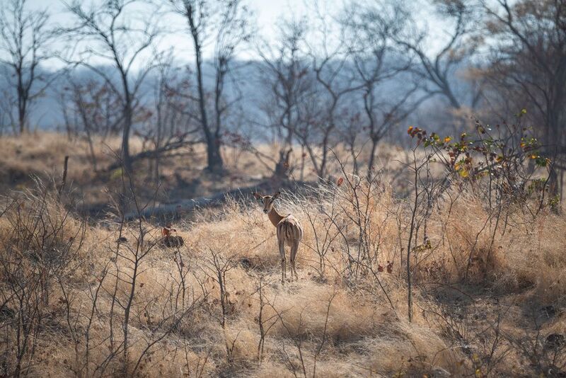 Одинокая импала. фото превью