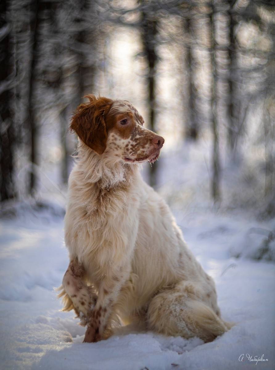 английский, сеттер, портрет, прогулка, зима, Чибиркин Александр