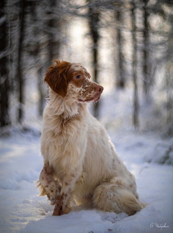На прогулке с английским сеттером фото превью