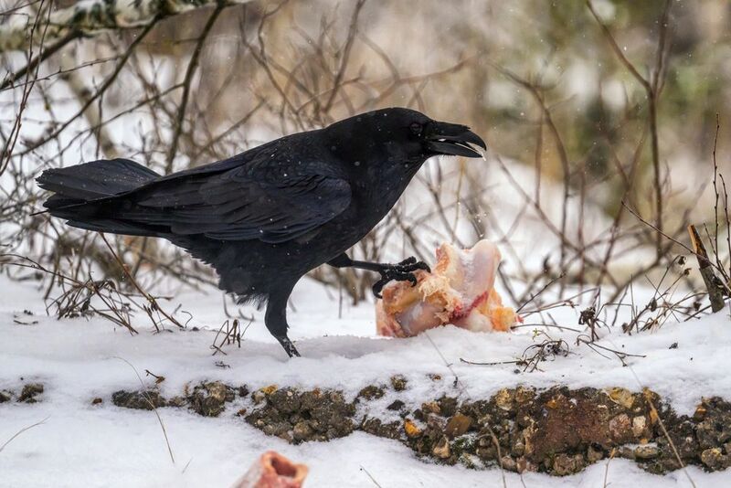 Пир в лесу фото превью