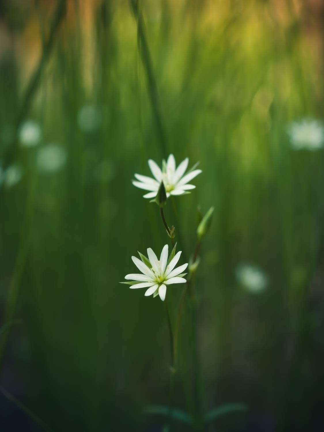 , Юрий Говорков