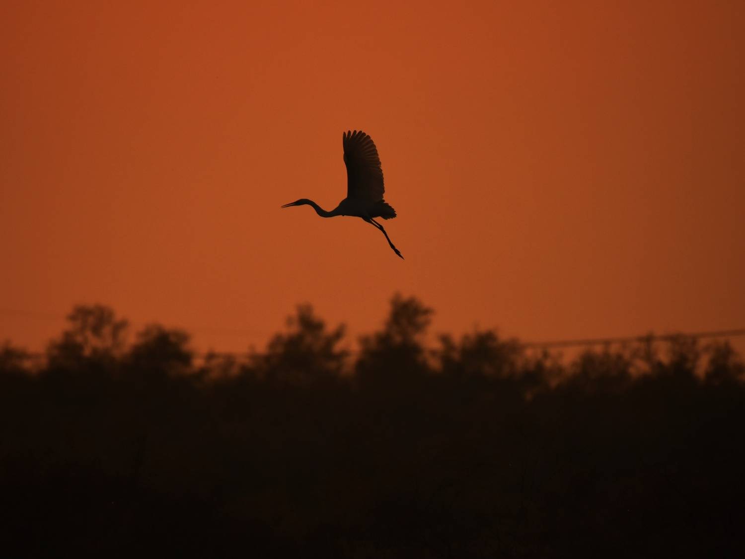 , Герчев Николай