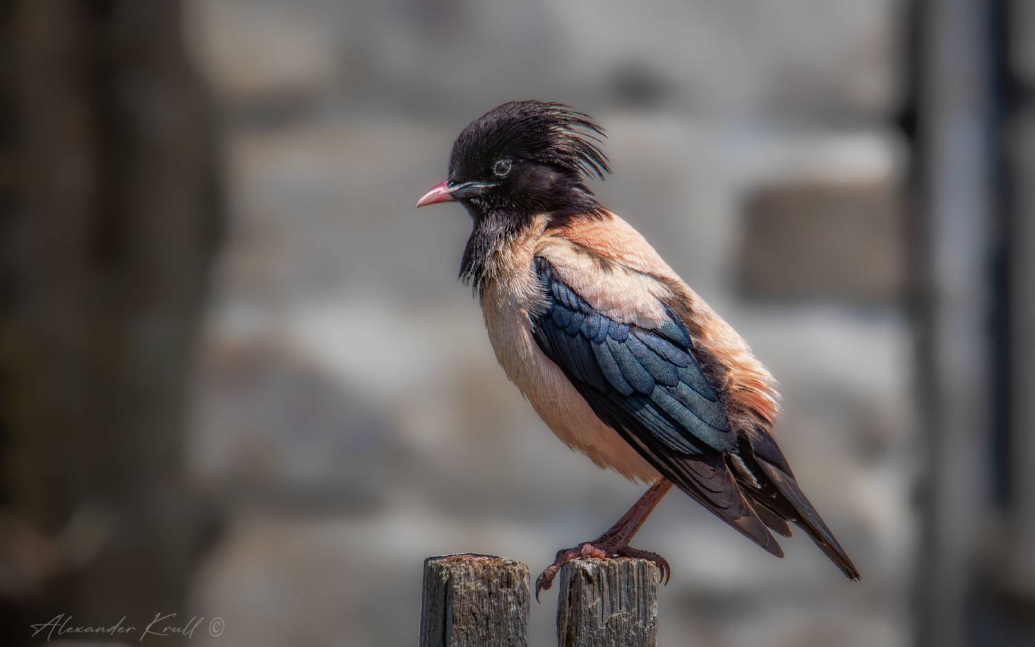 скворец, розовый скворец, pastor roseus, Круль Александр
