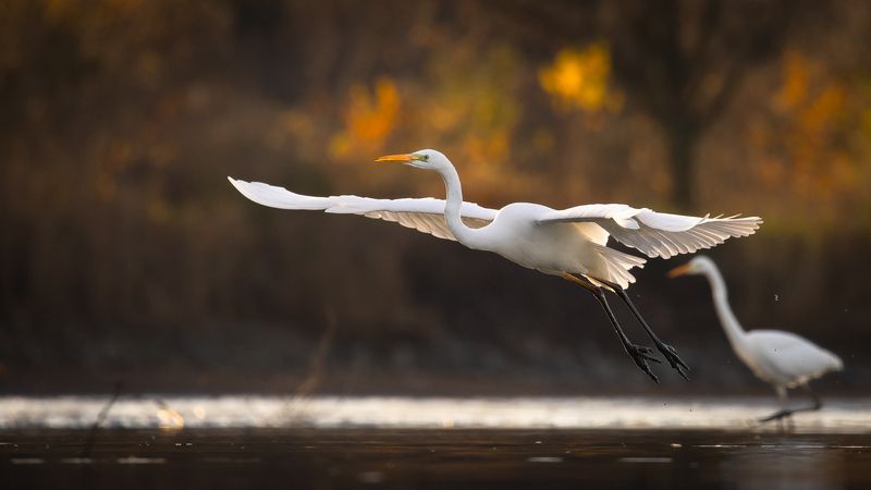 Herons фото превью