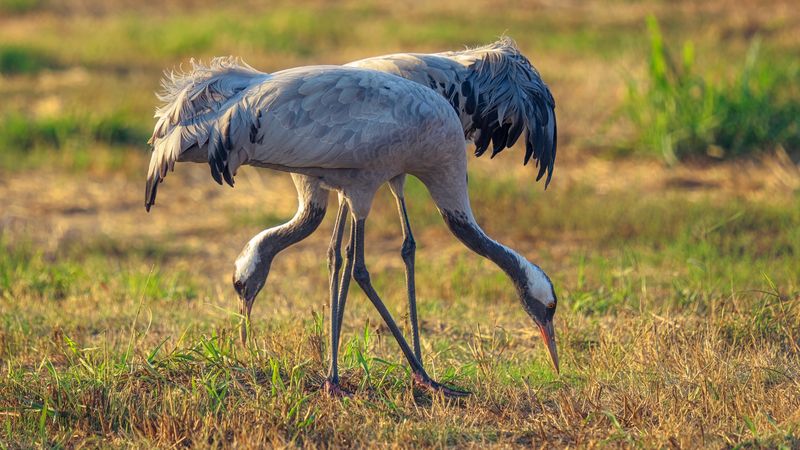 Тяни-толкай фото превью