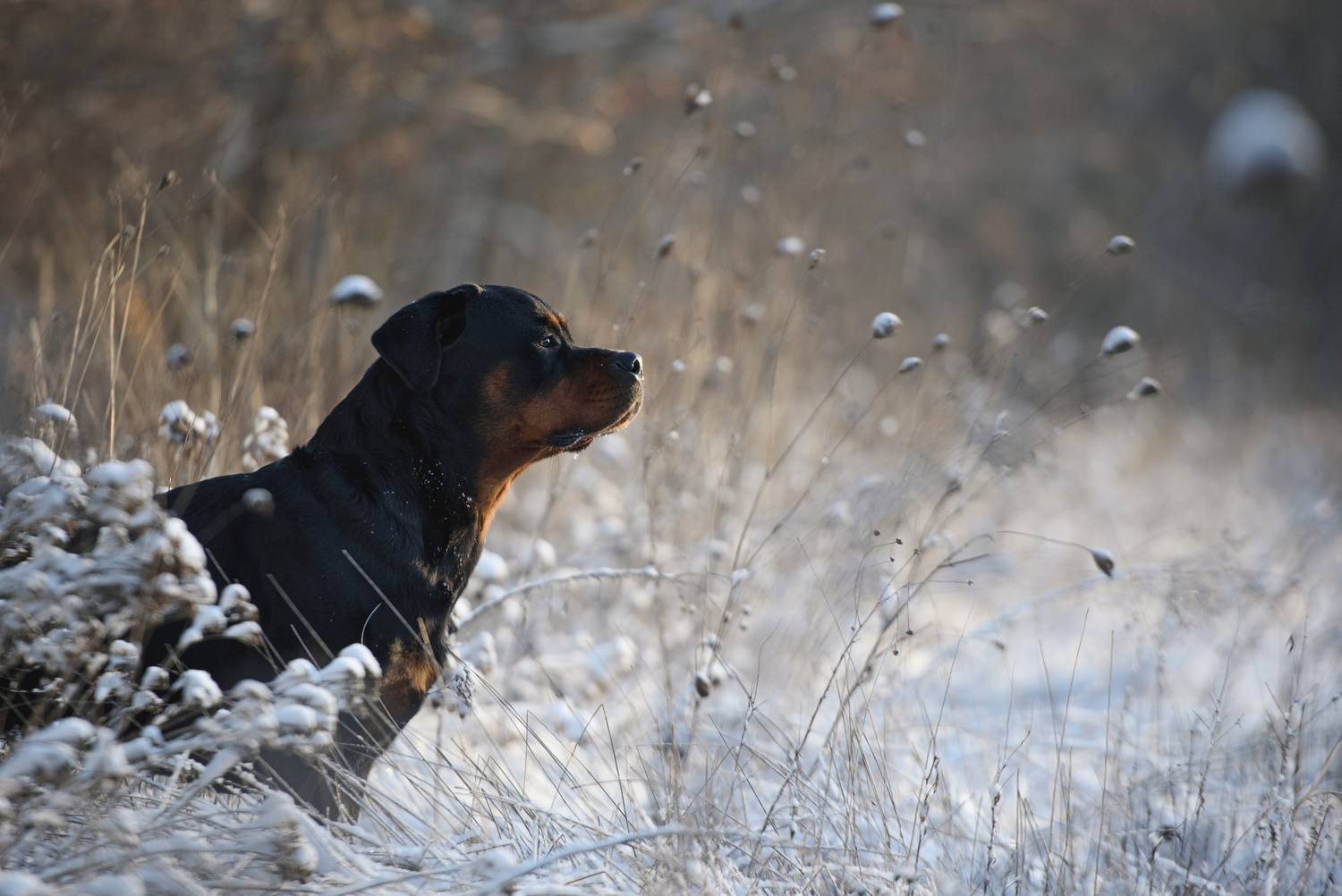 , Кудлай Яна