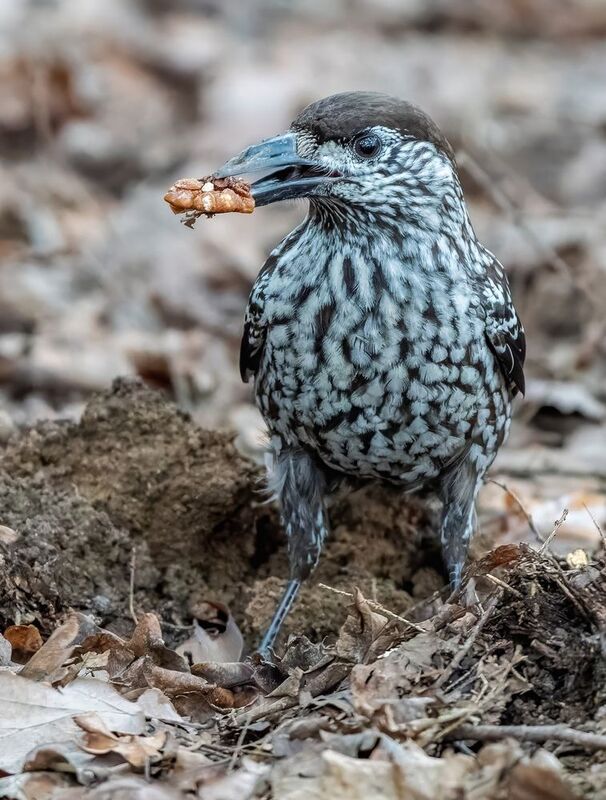 Кедровка фото превью
