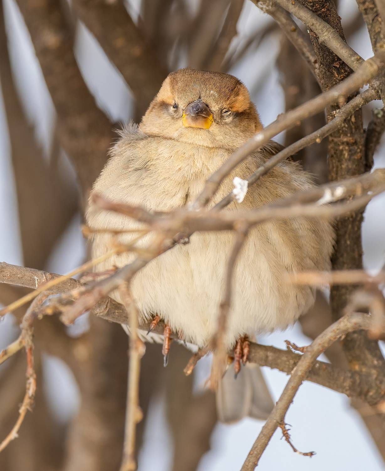 , Дем Константин