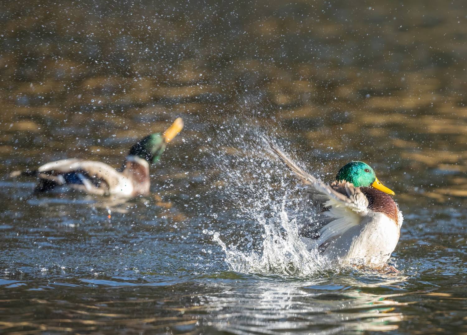 , Дем Константин