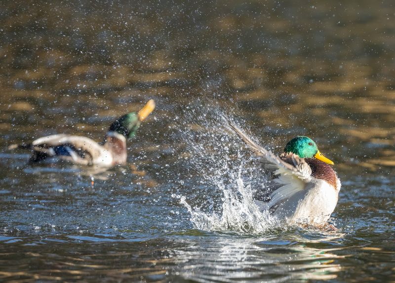 Солнечные ванны фото превью