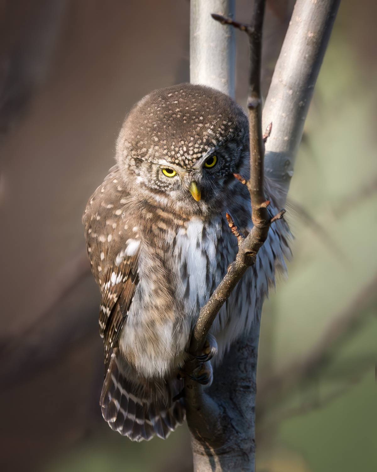 Сова, сыч, воробьиный сыч, птицы, фотоохота, лес, природа, осень, owl, birds, birdwatching, pigmy owl, Михаил Ездаков