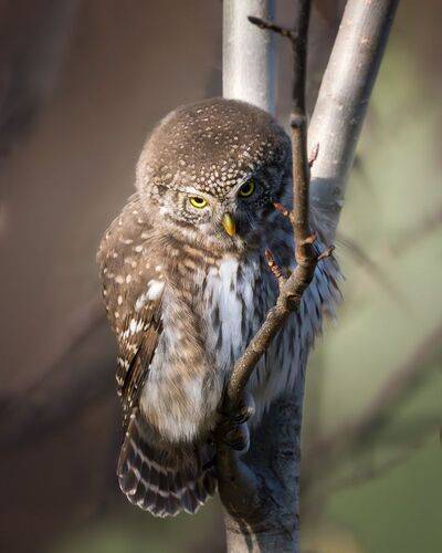 Затаившийся наблюдатель старого леса 