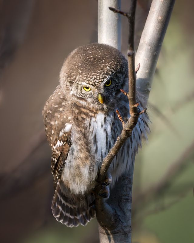 Сова, сыч, воробьиный сыч, птицы, фотоохота, лес, природа, осень, owl, birds, birdwatching, pigmy owl Затаившийся наблюдатель старого леса  фото превью