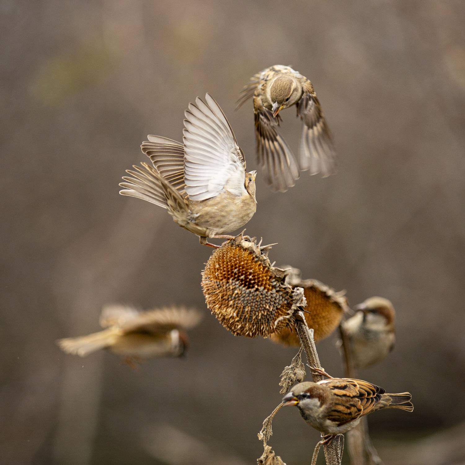 природа, Валерий Черняк