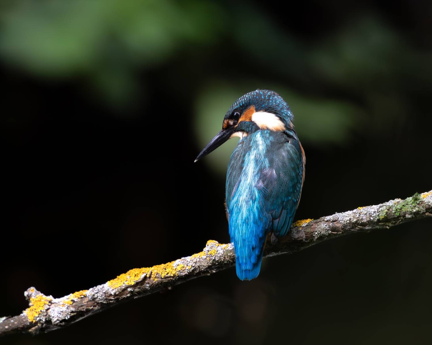 , Веревченко Михаил