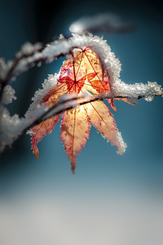 Волшебный фонарь фото превью