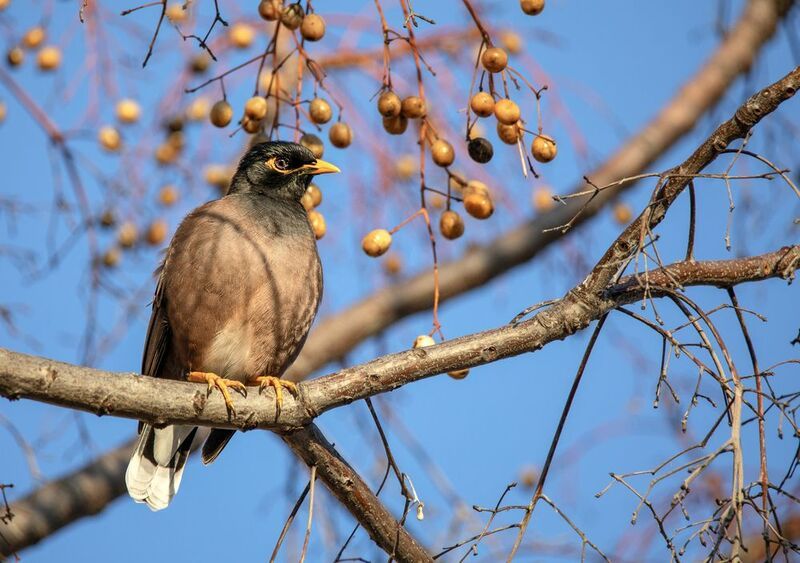 майна, птица, ветки, небо. Майна в силках теней фото превью