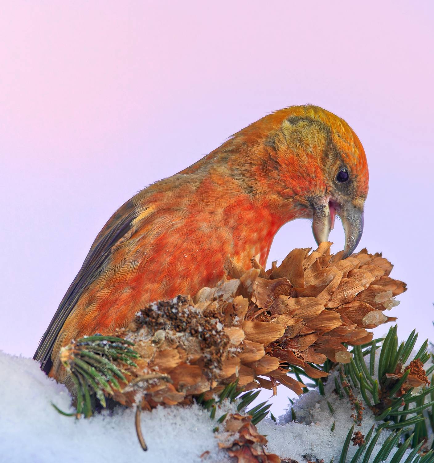 , Фото Александр