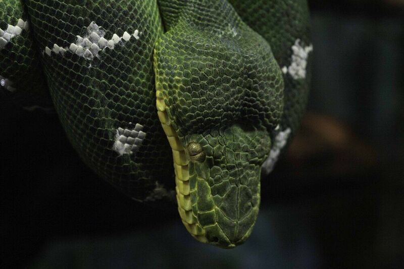 Emerald tree boa фото превью