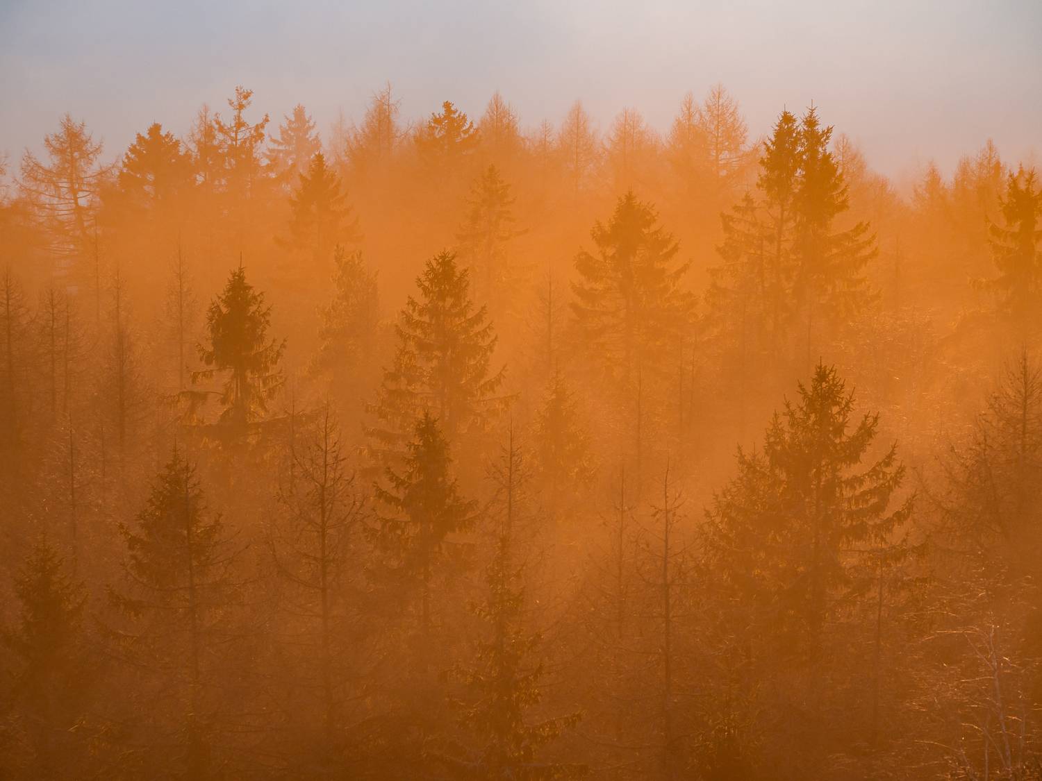 tree,light,golden,golden hour,sunrise,sun,czechia,, Slavom&iacute;r Gajdo&scaron;