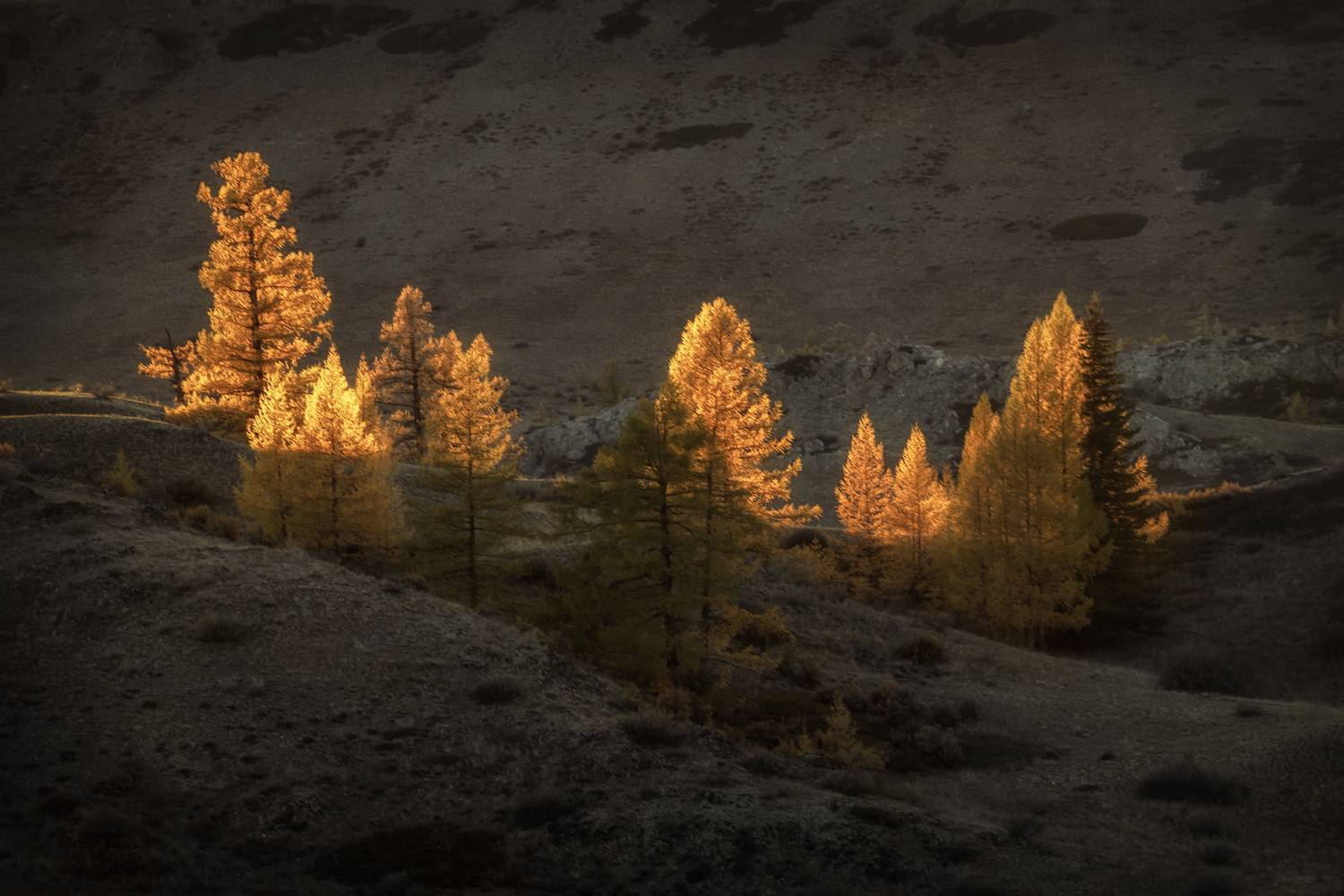 Алтпй, Гусева Елена