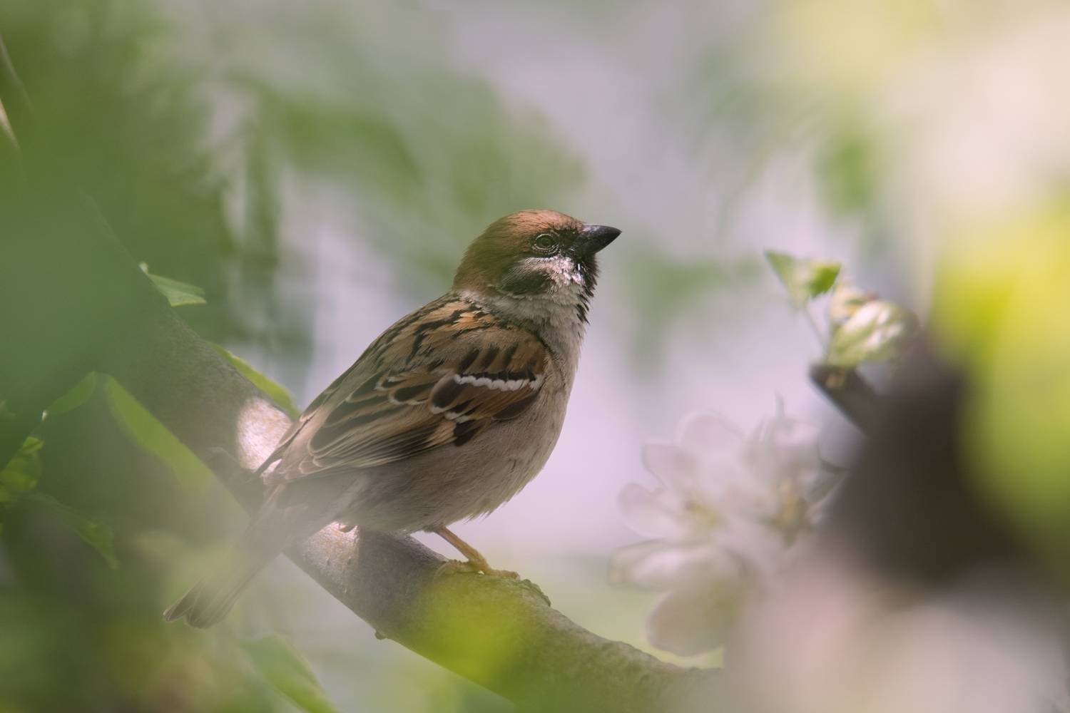 полевой воробей,passer montanus,ставрополь, Denis Vetrenko