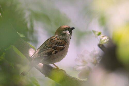 Полевой воробей (лат. Passer montanus)
