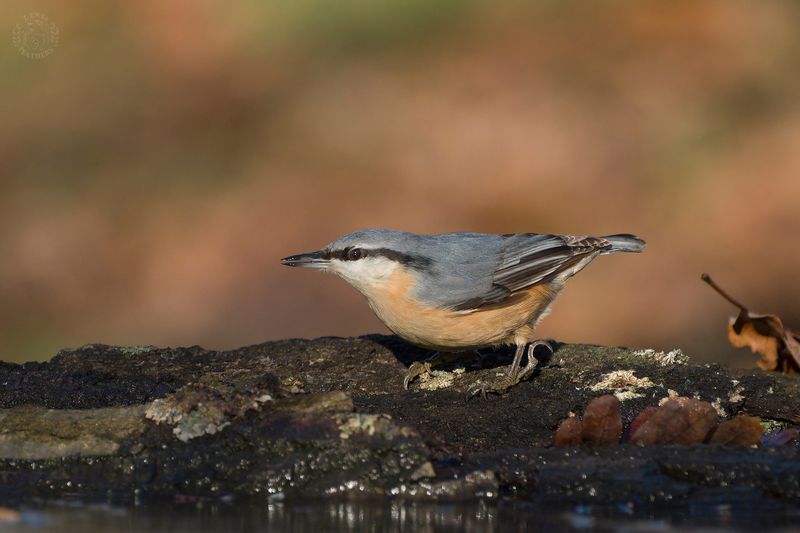 Поползень - Lens and Feathers фото превью