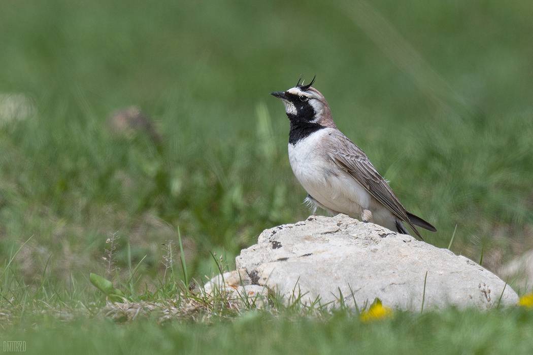 , Дмитрий Доронин