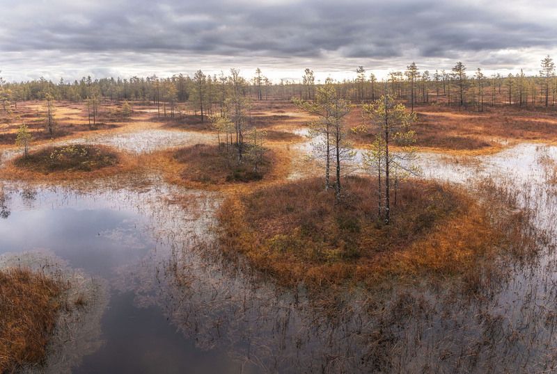 Ноябрь на болоте фото превью