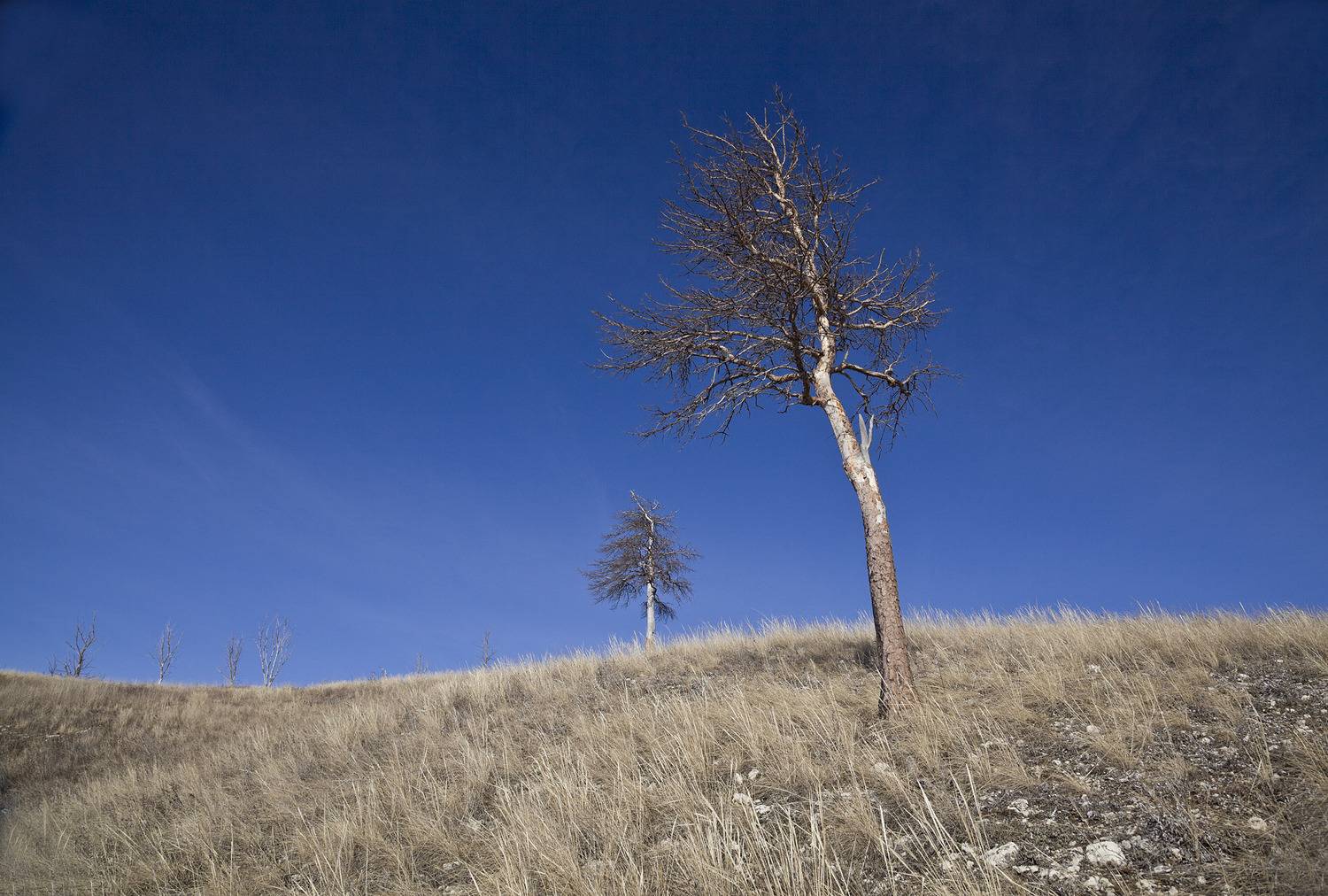 сосны мертвые, Виктор Кириллов