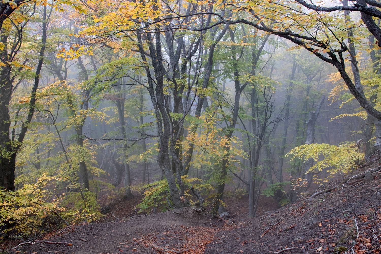 крым, Добролюбова Тамара