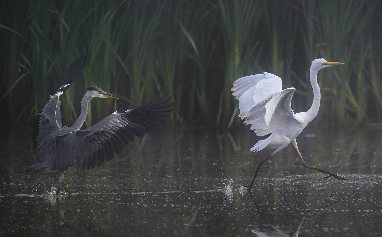 , Пупонин Сергей