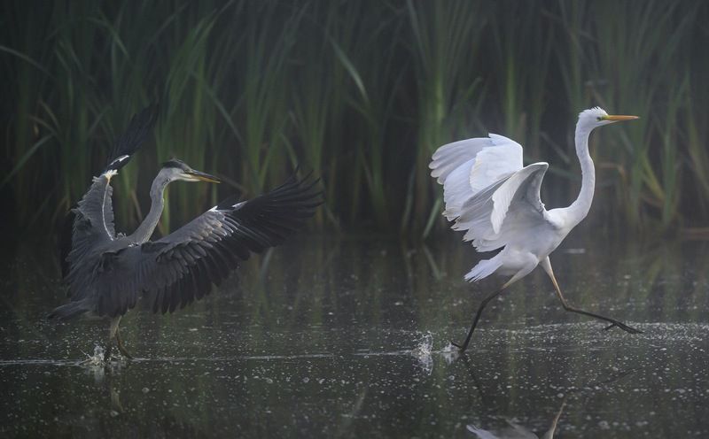Ты что весь в белом на болото пришел? фото превью