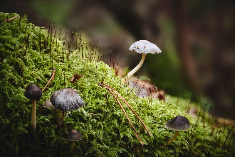 Грибочки фото превью