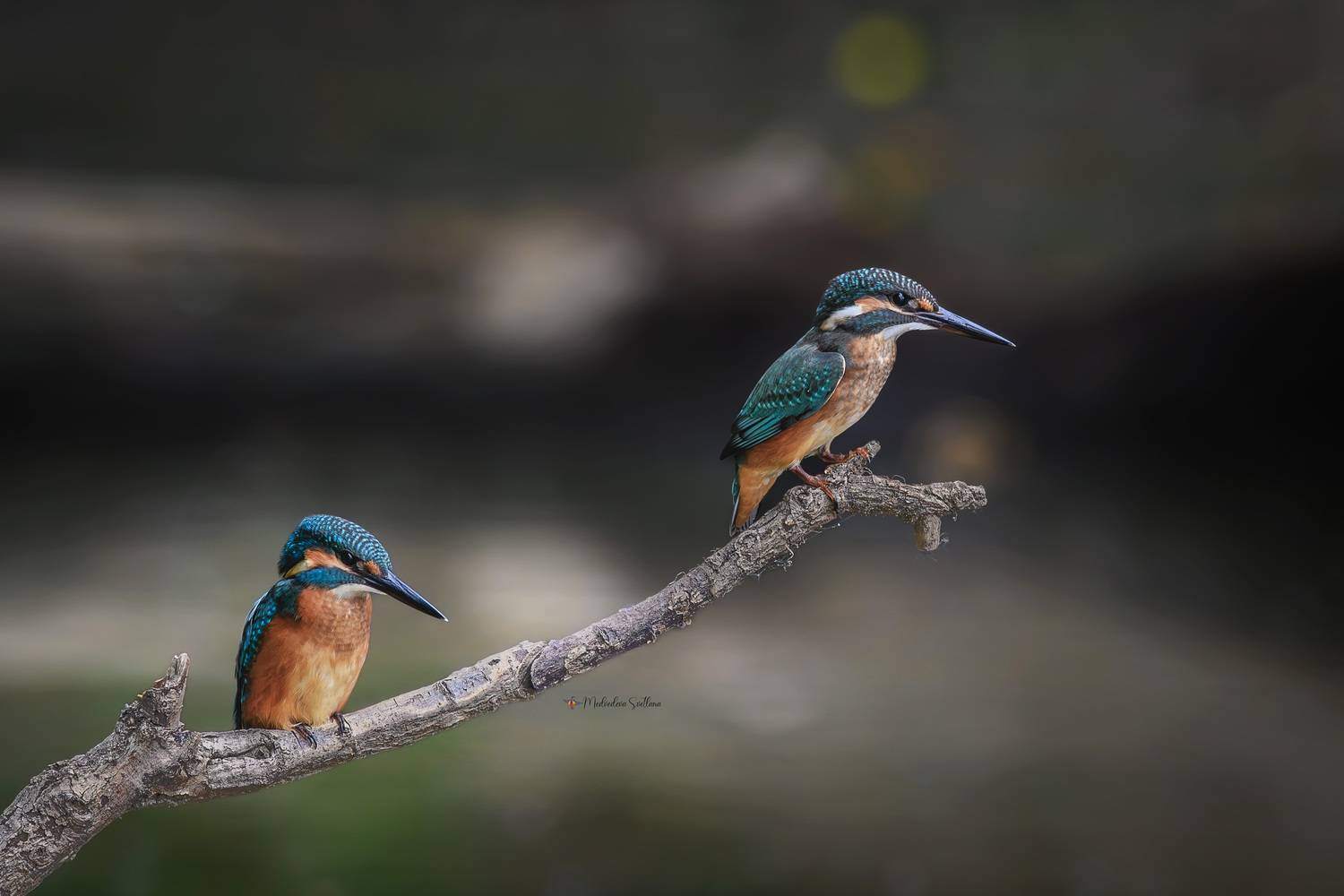 фотоохота, птица, зимородок, Медведева Светлана