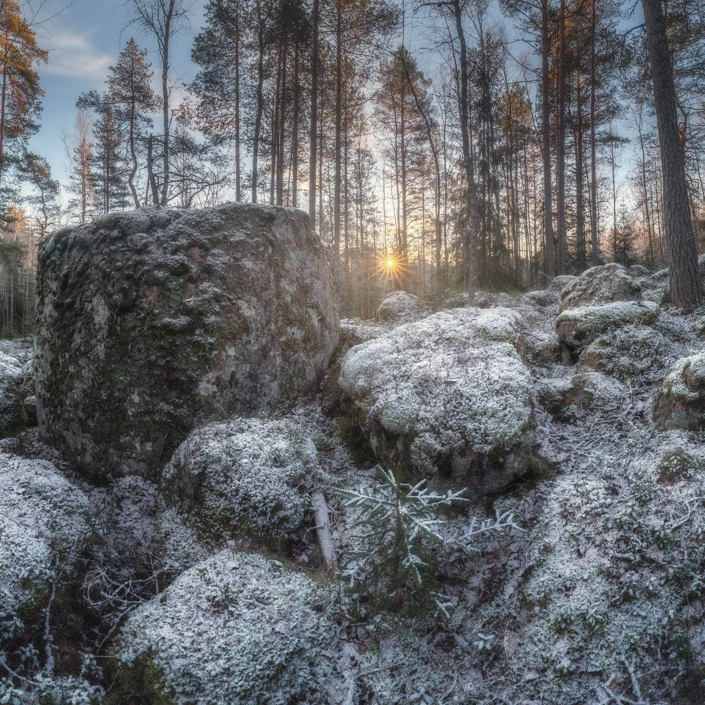 лес, ленобласть, утро, рассвет, зима, декабрь, Марголин Алексей
