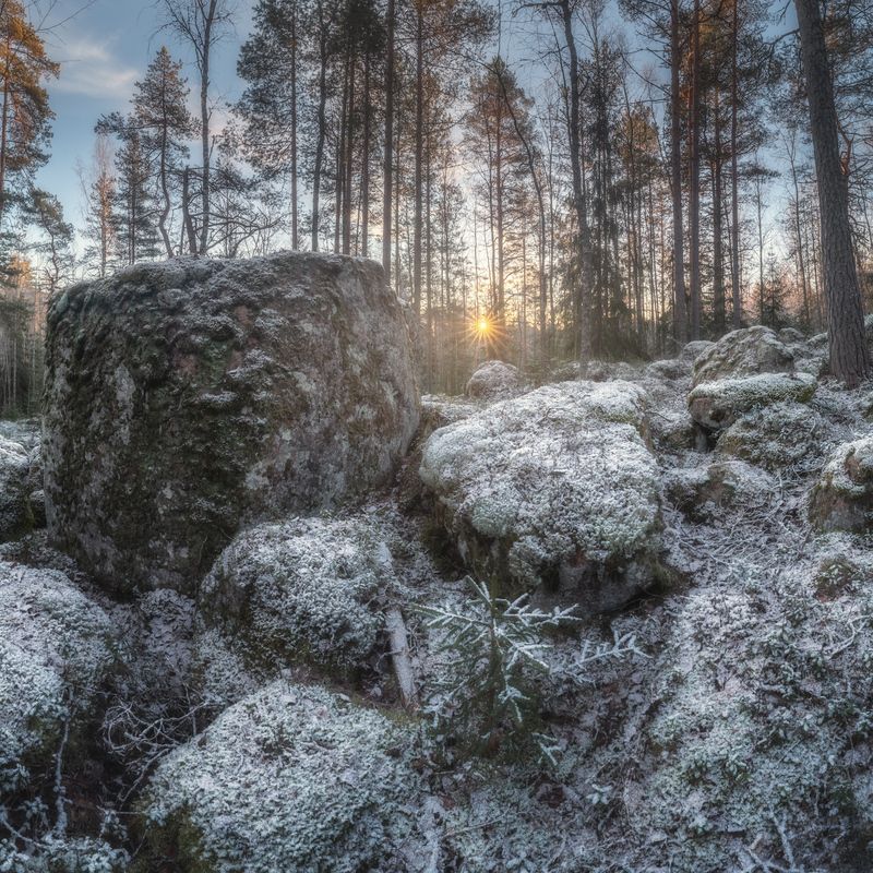 лес, ленобласть, утро, рассвет, зима, декабрь *** фото превью