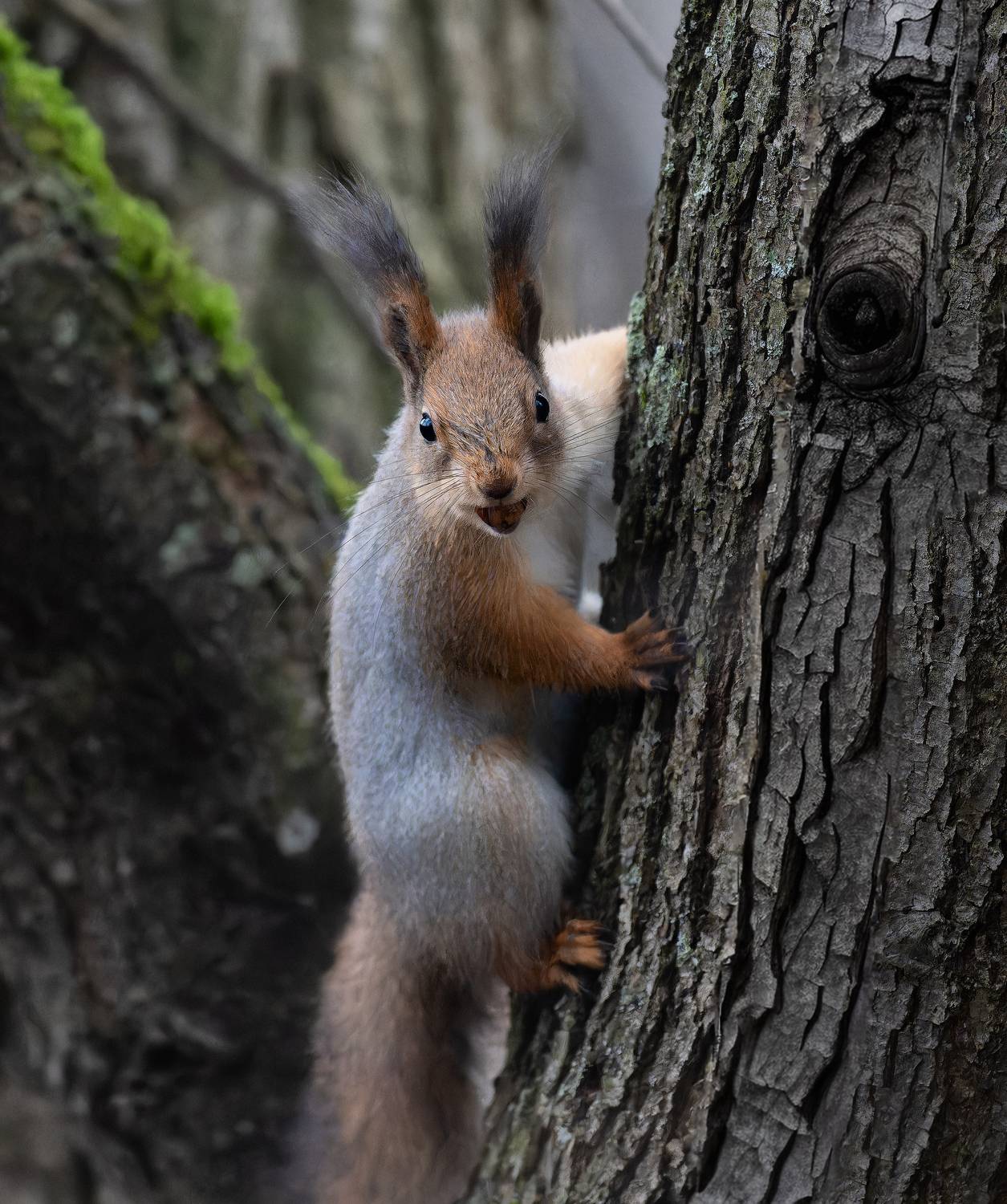 , Ширяев Константин