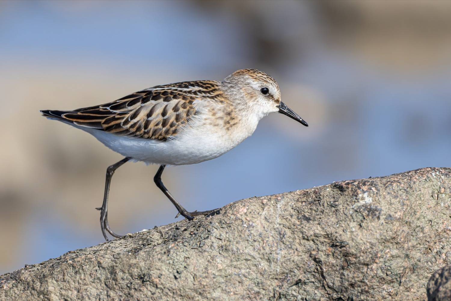 кулик-воробей, кулик, воробей, птицы, кулик воробей, Ruslan Pl