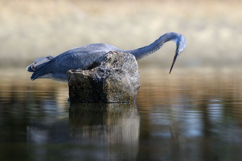 птица, фотоохота, цапля, природа, фауна Охота рифовой цапли фото превью