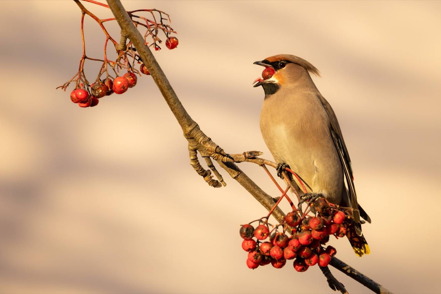 свиристель, птицы, рябина, Ruslan Pl