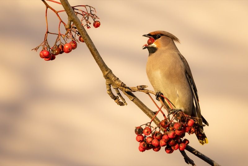 свиристель, птицы, рябина Свиристель фото превью