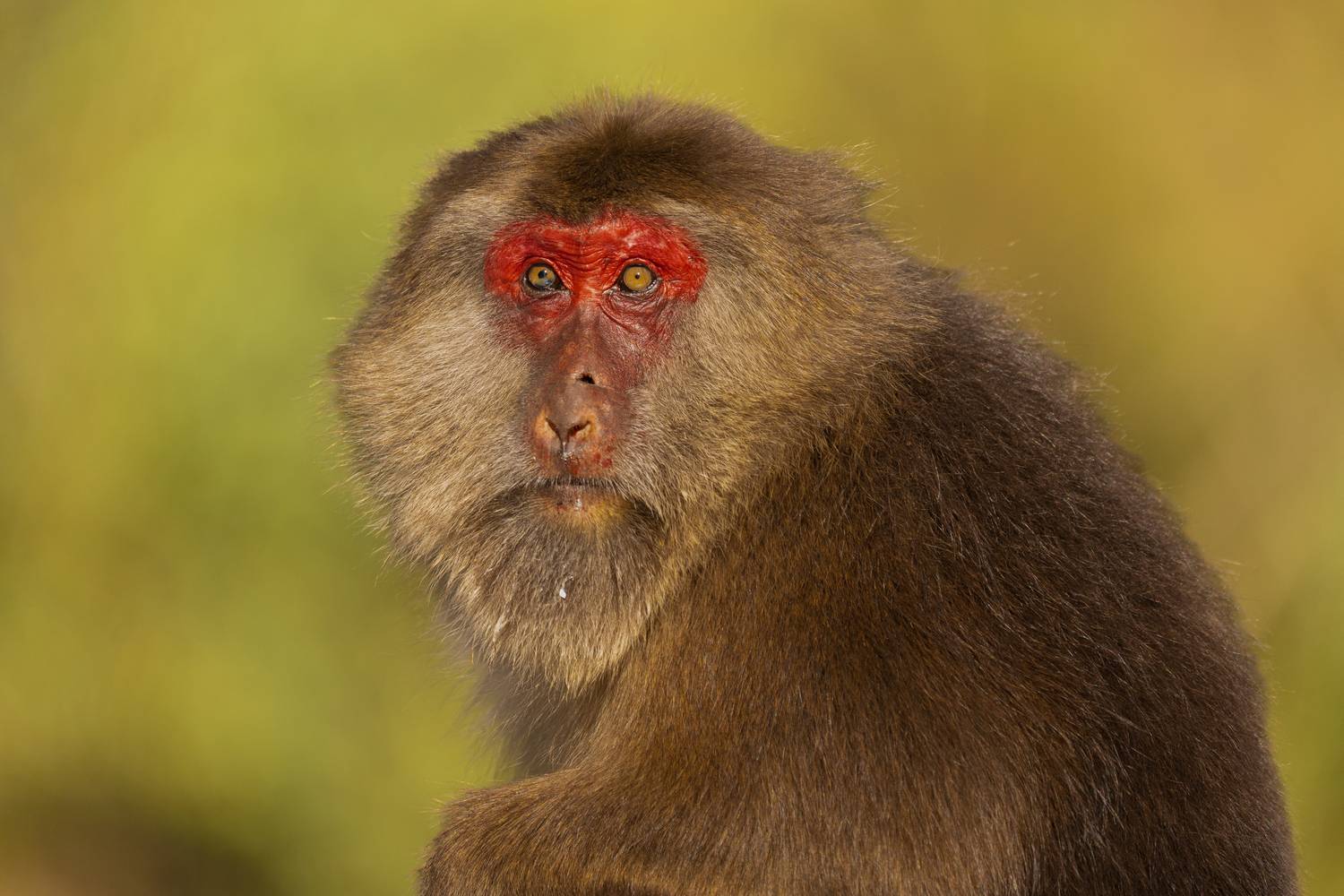 , Владимир Цветов